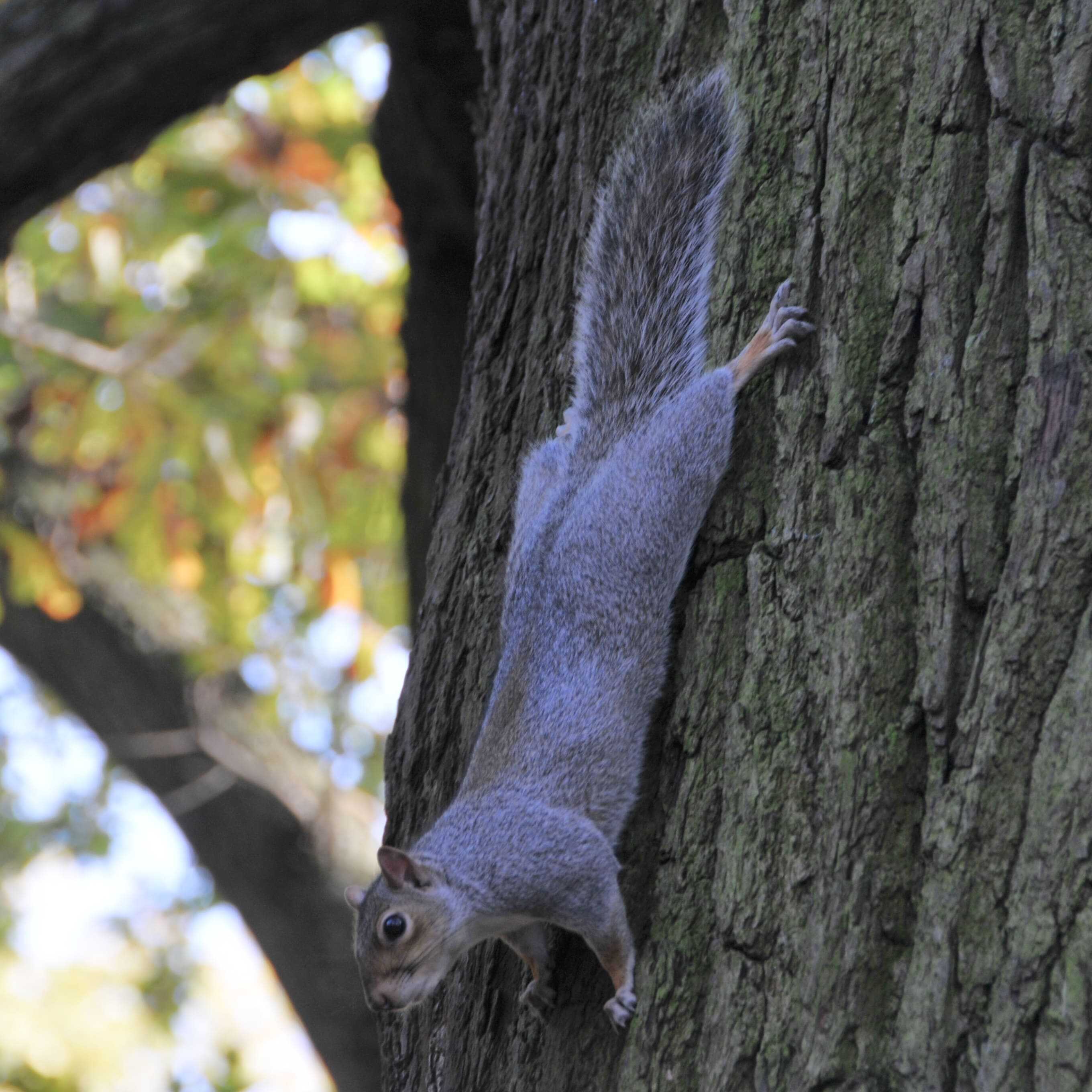 Photo d'un écureuil aggripé à un arbre