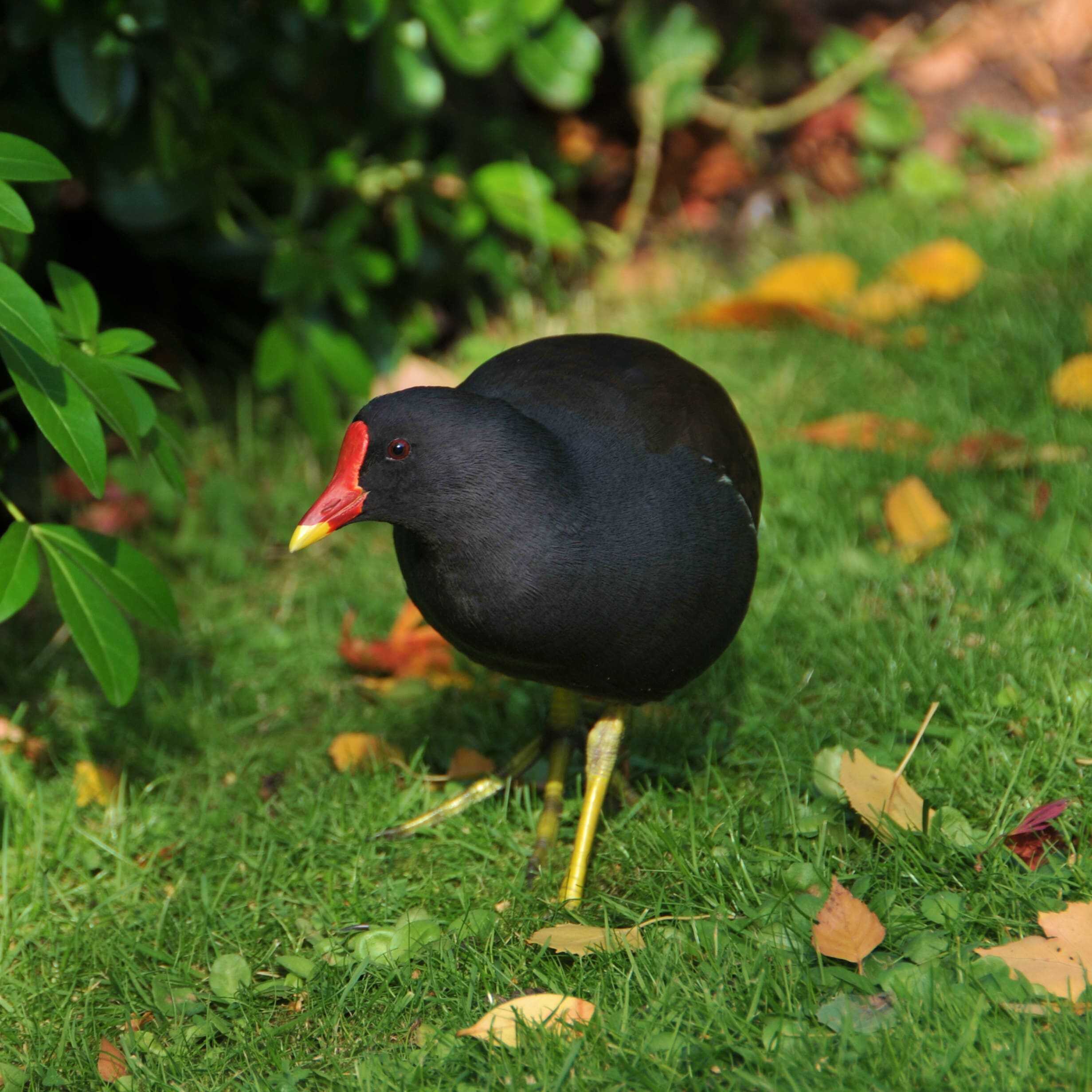 Photo d'un canard dans un parc
